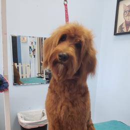 Mika - Goldendoodle