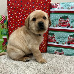 Black - Yellow male Labrador Retriever puppy in Iowa City, Iowa from Country Road Acres