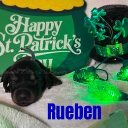 Rueben - Black and cream male Dachshund puppy in Monitor, Washington from Shannon Dolly’s Dachshunds