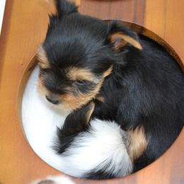 Yorkshire Terrier Puppies from pupstatenewyorkies
