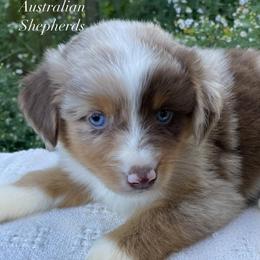 Girl 2 - Red merle female Australian Shepherd puppy in Mount Sterling, Kentucky from Saddle Creek Australian Shepherds