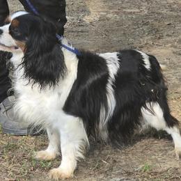 Cavalier King Charles Spaniel and Labrador Retriever All Grown Up from Britany C
