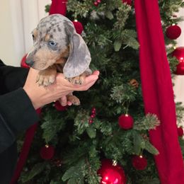 Boy 1 - Dapple male Dachshund puppy in Hesperia, California from VOM HAUSE Imperial