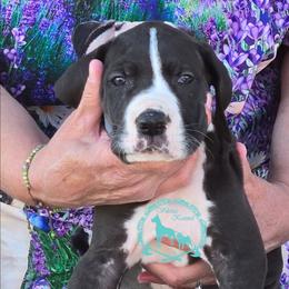 Renegade - Mantle male Great Dane puppy in Cheyenne, Wyoming from Viking Kennel