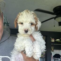 Purple collar (Daisy) - Parti female Goldendoodle puppy in Cedar Springs, Michigan from Pecks Oodle Doodles