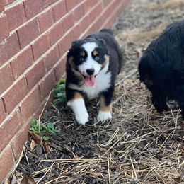 Miniature Australian Shepherd Puppies from Garrett’s Ridge Farm