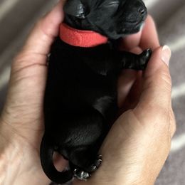 Miniature Schnauzer Puppies from Adrienne Exum