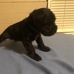 Miniature Schnauzer Puppies from Parsons’ Kennels