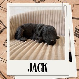 Jack - Merle male Labradoodle puppy in Kingman, Arizona from The Dood Ranch