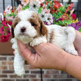 Lea - Blenheim female Cavapoo puppy in Chattanooga, Tennessee from Scenic City Doodles