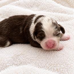 Ian - male Australian Mountain Doodle puppy in Savannah, Missouri from Rose Creek Mini Aussies and doodles