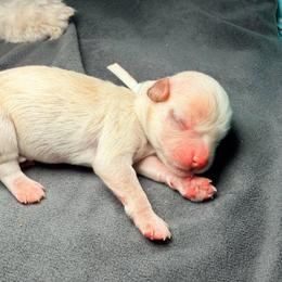 White - Champagne female Maltipoo puppy in Clarksville, Tennessee from Bee Mine Maltipoos and Pomeranians