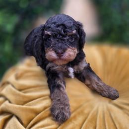 Woody - Phantom male Bernedoodle puppy in Decatur, Tennessee from Diamond's Doodles