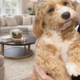 Bernedoodle, Cavapoo, and Goldendoodle All Grown Up from Florida Coast Doodles
