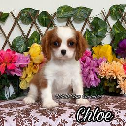 Chloe - Tri-color female Cavalier King Charles Spaniel puppy in Hollywood, Florida from World Class Cavaliers