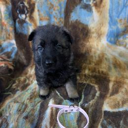 Light Pink - Sable female German Shepherd puppy in Motley, Minnesota from Von Thomson Haus