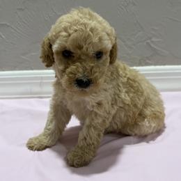 Girl 5 - Apricot female Poodle puppy in Williston, Florida from JD French Bulldogs, Mini Poodles, and Border Collies