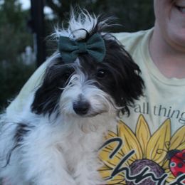 Patty - Black and white female Aussiedoodle puppy in Hopkins, Missouri from Mowry Creek Mini Aussiedoodles and More