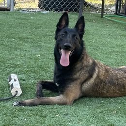 Storm - Belgian Malinois