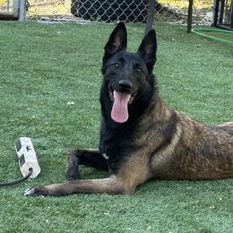 Storm - Belgian Malinois