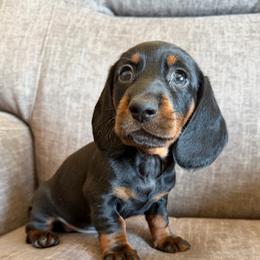 Styles 2000 - Black and tan male Dachshund puppy in Tonopah, Arizona from Brandie's Dachshunds