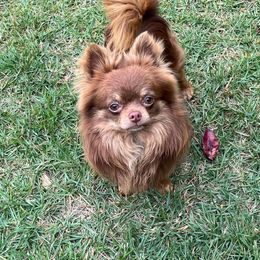 Ruckus - Chihuahua
