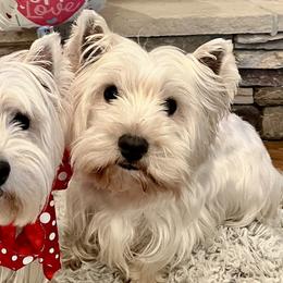 West Highland White Terriers from Judith's West Highland White Terriers