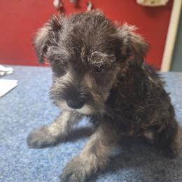 Owen - Salt and pepper male Miniature Schnauzer puppy in Warrenville, South Carolina from All Paws Pet Resort