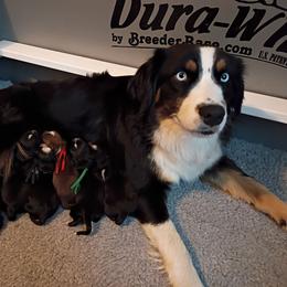 Jade - Black tri-color female Australian Shepherd puppy in Okeechobee, Florida from Rothsolid Puppies