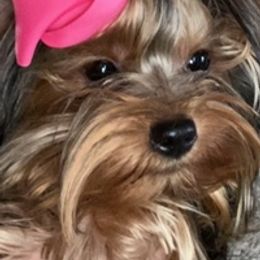 Maltese and Yorkshire Terriers from Lynn’s Precious Pups