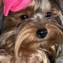 Maltese and Yorkshire Terriers from Lynn’s Precious Pups