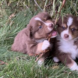 Aussiedoodles and Australian Shepherds from Anchor Brand Aussies