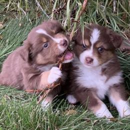 Aussiedoodles and Australian Shepherds from Anchor Brand Aussies