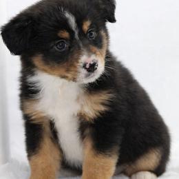 Female 3 - Black tri female Miniature American Shepherd puppy in Childress, Texas from Taylor Farms