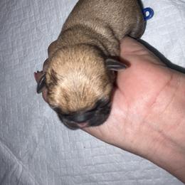 Bobby Brown - Black and tan male Shih Tzu puppy in Escondido, California from CRUZ Canines's Shih Tzus
