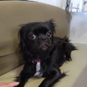 Camille - Japanese Chin