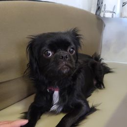 Camille - Japanese Chin