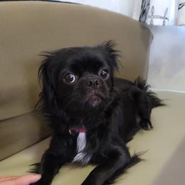 Camille - Japanese Chin