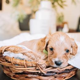 Green Boy - Red male Cavapoo puppy in Mckinney, Texas from Doodles of North Tx