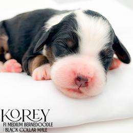Korey - Tri-color male Bernedoodle puppy in Tipton, Indiana from Country Creek Doodles