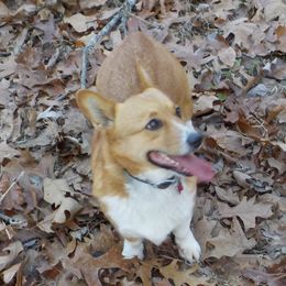 Emma - Pembroke Welsh Corgi
