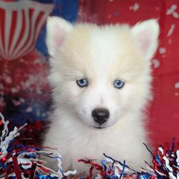 Victor - 1800 - White male Pomsky puppy in Spring Hill, Florida from www.PuppyTimeEmporium.com