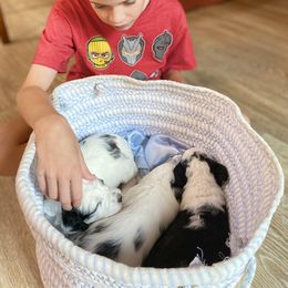 Goldendoodle Puppies from Patriot Puppies