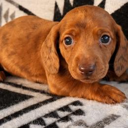 BOY 1 DAPPLE CKC - Dapple male Dachshund puppy in Nacogdoches, Texas from S7 Dachsunds