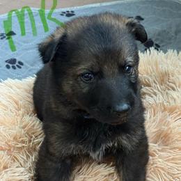 Mr Lime - Sable male German Shepherd puppy in Berlin, Wisconsin from Gypsy Miracle Kennels