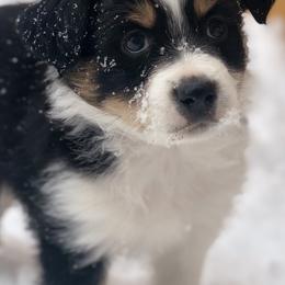 Miniature Australian Shepherds from Yampa Valley Aussies