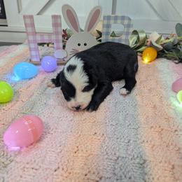 Cadbury - Black and white male Border Collie puppy in Fallon, Nevada from Royal R Ranch