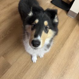 Collie Puppies from Relic Collies