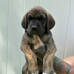 Brown collar - Brindle female Great Dane puppy in Warren, Ohio from Loyal-Loves Great Danes