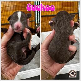 Cuckoo - female Golden Mountain Doodle puppy in Banner Elk, North Carolina from Walnut Tree Bernedoodles